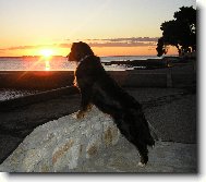 Berner Sennenhund