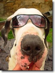 Deutsche Dogge