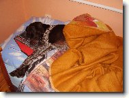 Deutscher Kurzhaariger Vorstehhund