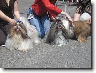 icu, Shih-Tzu