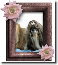 icu, Shih-Tzu