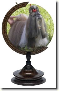 icu, Shih-Tzu