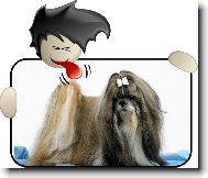icu, Shih-Tzu