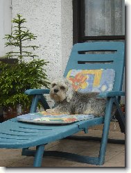 Dandie Dinmont Terrier
