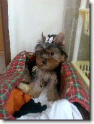Jorkšírský terier, Yorkshire Terrier,