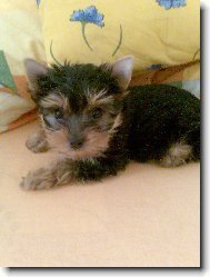 Jorkšírský terier, Yorkshire Terrier,