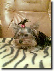 Jorkšírský terier, Yorkshire Terrier,