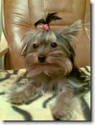 Jorkšírský terier, Yorkshire Terrier,