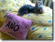 Jorkšírský terier, Yorkshire Terrier,