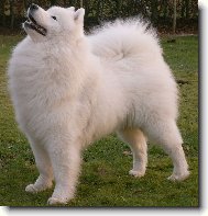 Samojed