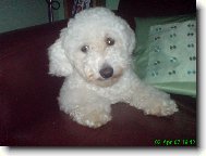 Bichon á poil frisé, Bichon Frise