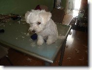 Bichon á poil frisé, Bichon Frise