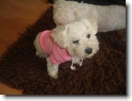 Bichon á poil frisé, Bichon Frise