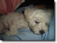 Bichon á poil frisé, Bichon Frise