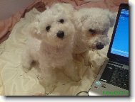 Bichon á poil frisé, Bichon Frise