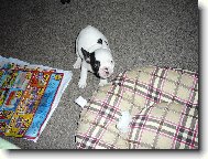 Bouledogue francais, French Bulldog