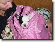Bouledogue francais, French Bulldog