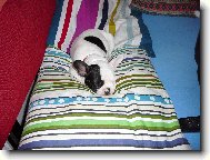 Bouledogue francais, French Bulldog
