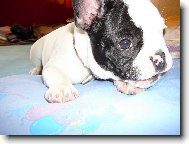 Bouledogue francais, French Bulldog