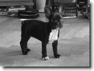 Bouledogue francais, French Bulldog