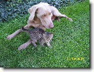 Weimaraner, Weimaraner Vorsterhund