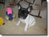 Bouledogue francais, French Bulldog
