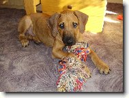 Rhodesian Ridgeback