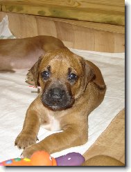 Rhodesian Ridgeback