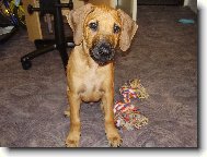 Rhodesian Ridgeback