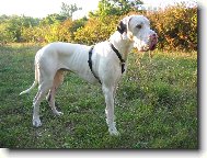 Deutsche Dogge