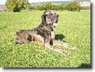 Deutsche Dogge