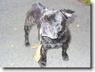 Bouledogue francais, French Bulldog