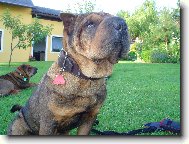 Shar-Pei