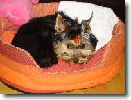 Jorkšírský terier, Yorkshire Terrier,