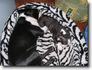 Boston Terrier