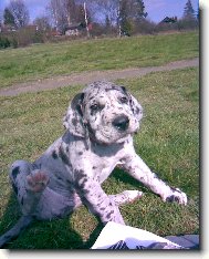 Deutsche Dogge