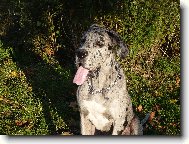 Deutsche Dogge