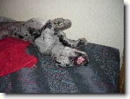Deutsche Dogge