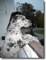 Deutsche Dogge