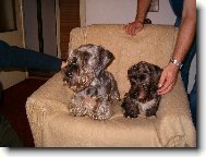 Czech Terrier
