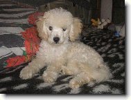 Poodle, Caniche