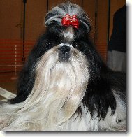 icu, Shih-Tzu