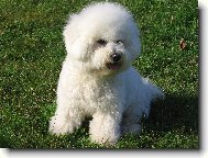 Bichon á poil frisé, Bichon Frise