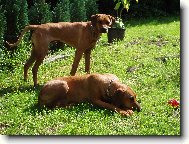 Rhodesian Ridgeback