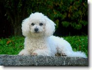 Bichon á poil frisé, Bichon Frise