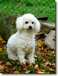 Bichon á poil frisé, Bichon Frise