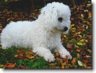Bichon á poil frisé, Bichon Frise