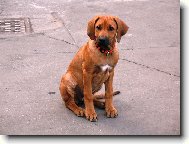 Rhodesian Ridgeback