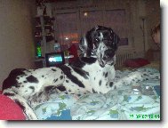 Deutsche Dogge
