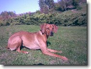 Rhodesian Ridgeback